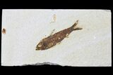 Fossil Fish (Knightia) - Green River Formation #133945-1
